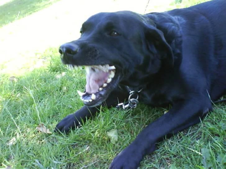 Labrador retriever Bubber R.I.P. - hehe han har en kæb i munden. og jeg fik lige et billede da han skulle til og bide i den hehe billede 9