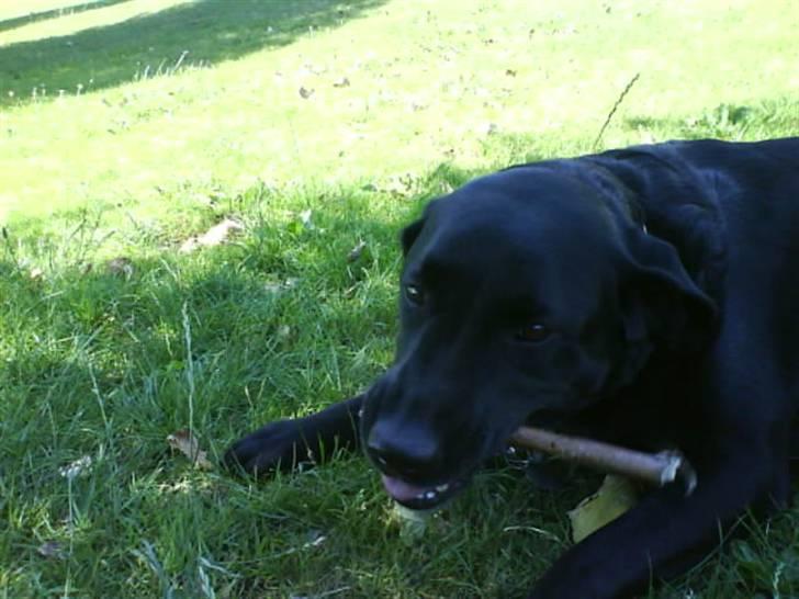 Labrador retriever Bubber R.I.P. billede 10