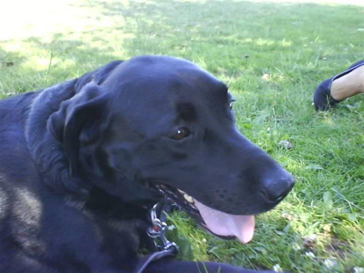 Labrador retriever Bubber R.I.P. billede 11