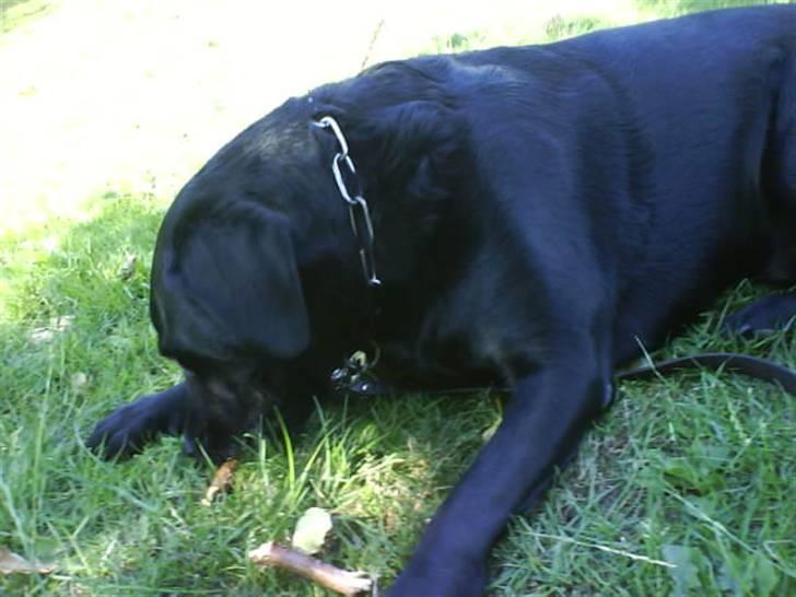 Labrador retriever Bubber R.I.P. billede 12