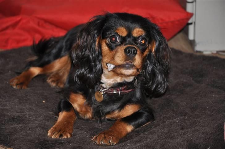 Cavalier king charles spaniel - Bella - (NYT d. 16/3-09) Velkommen til Bella´s profil, læg gerne en kommentar og bedømmelse . :)  billede 1