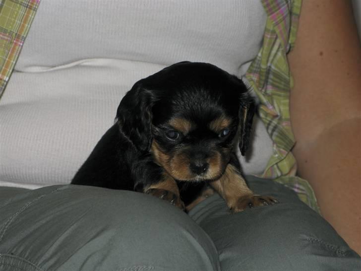 Cavalier king charles spaniel - Bella - Hvem i alverden er det jeg sidder hos ? :)  billede 2