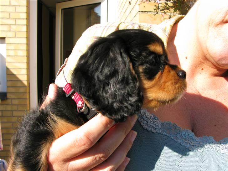 Cavalier king charles spaniel - Bella - Hun er ikke så slem min menneske mor, faktisk ret sød :p ..  billede 3