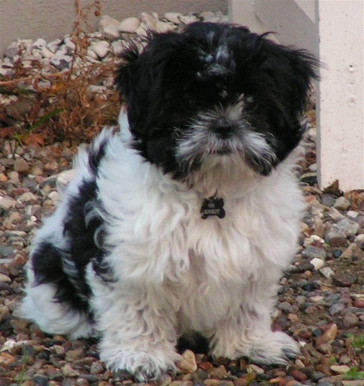 Shih tzu Fifi billede 1