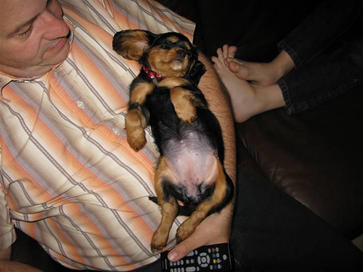 Cavalier king charles spaniel - Bella - Sådan her burde alle hunde sove :D ..  billede 4
