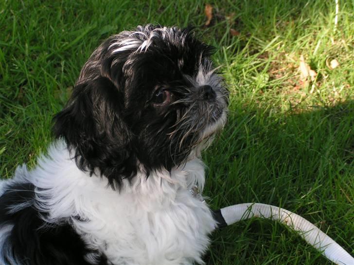 Shih tzu Fifi billede 3