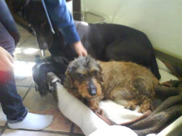 Gravhund Freja R.I.P billede 18