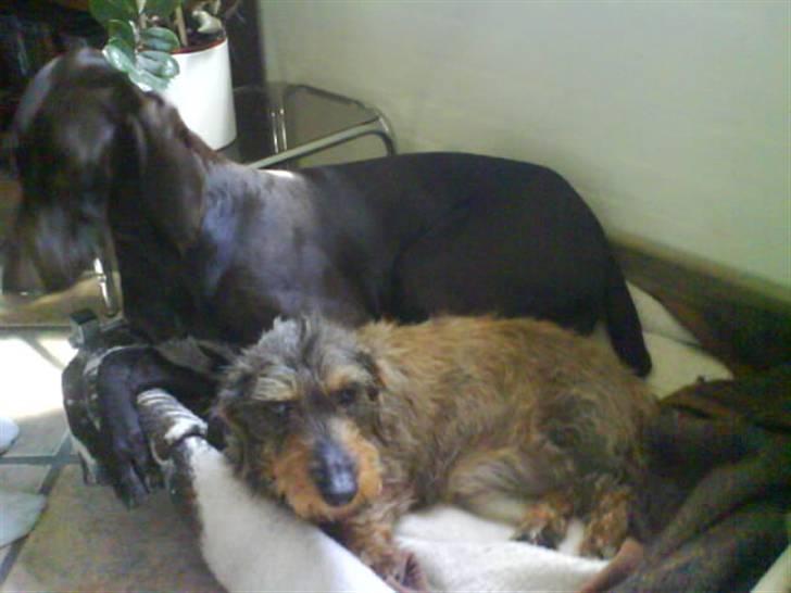 Gravhund Freja R.I.P billede 19