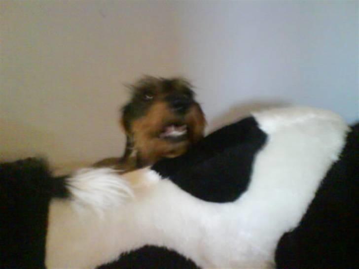 Gravhund Freja R.I.P billede 20