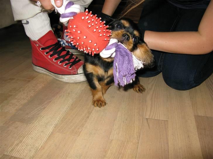 Cavalier king charles spaniel - Bella - Jeg er en stor hund så jeg skal da have et stort legetøj .. :D billede 5