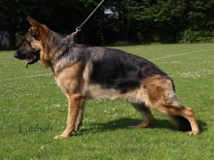 Schæferhund Janki Zarko R.I.P billede 1