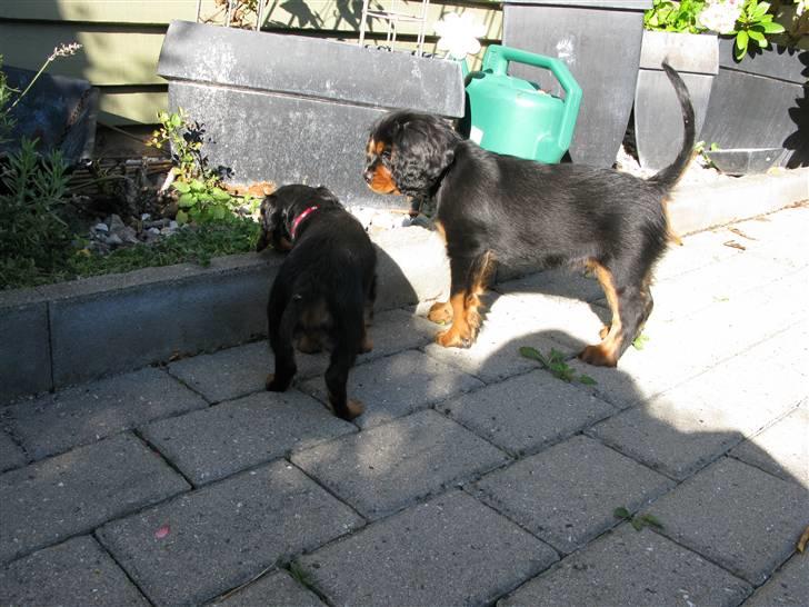 Cavalier king charles spaniel - Bella - Her er jeg ude i haven med min nye ven Max :)  billede 6