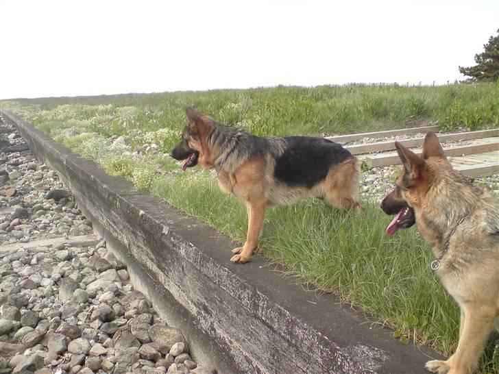 Schæferhund Janki Zarko R.I.P billede 2