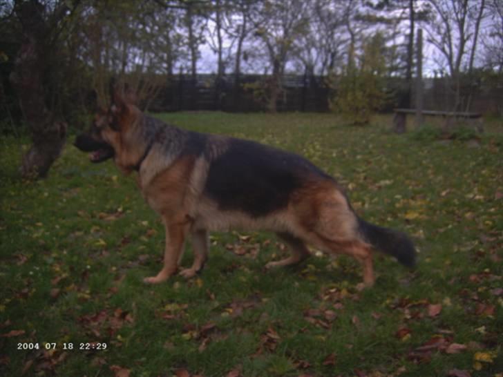 Schæferhund Janki Zarko R.I.P billede 4