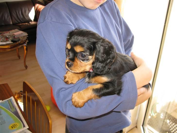 Cavalier king charles spaniel - Bella - Er ligger jeg hos Simon .. :)  billede 7