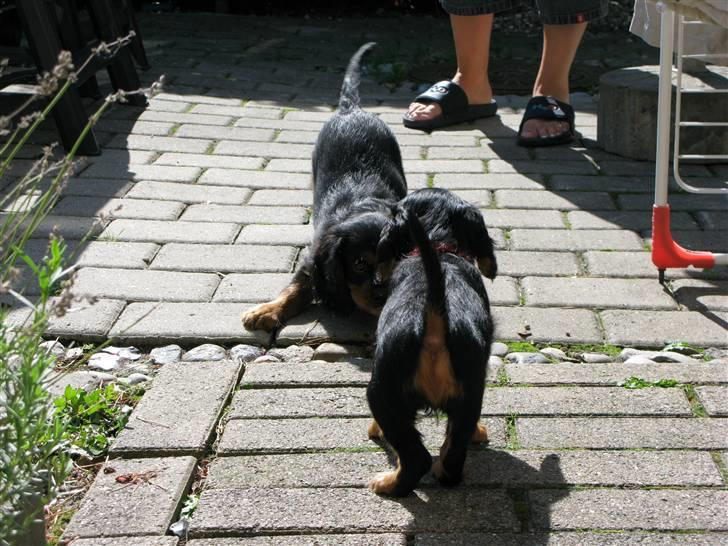 Cavalier king charles spaniel - Bella - Enten vil han lege med mig, ellers er han bare en højrøvede snothvalp ;D .. Jeg tror han vil lege .. :)  billede 8