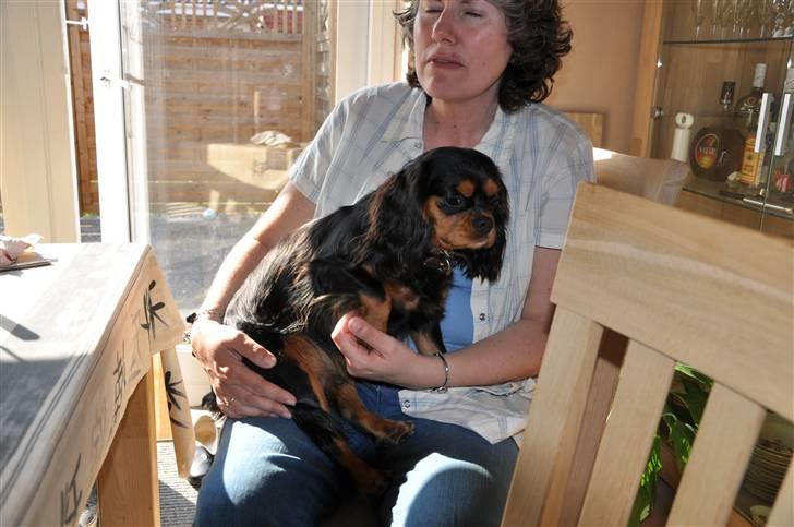 Cavalier king charles spaniel - Bella - "Sidder hos min mooaar .. Tag jer ikke af hendes lukkede øjne, udheldigt, at hun lige blinkede" :D  billede 9