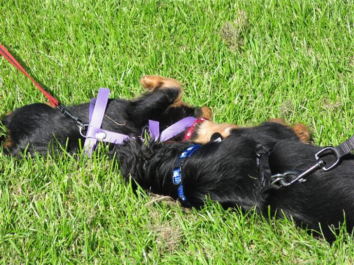 Cavalier king charles spaniel - Bella - Mig og Max leger på græsplænen, jeg har lilla sele på .. :)  billede 10