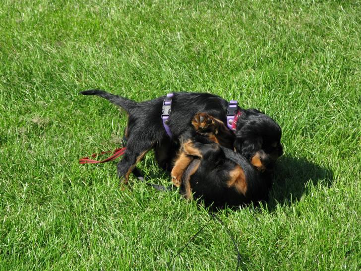 Cavalier king charles spaniel - Bella - Vi leger ..  billede 11