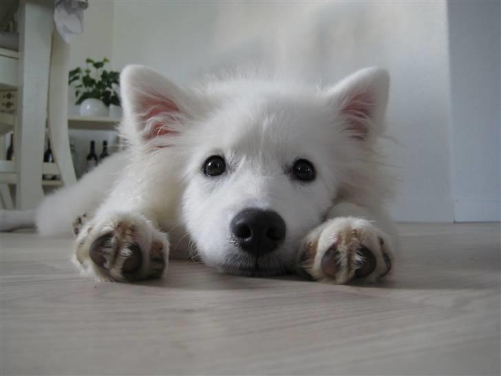 Japansk spids Dut - Tit tit billede 16