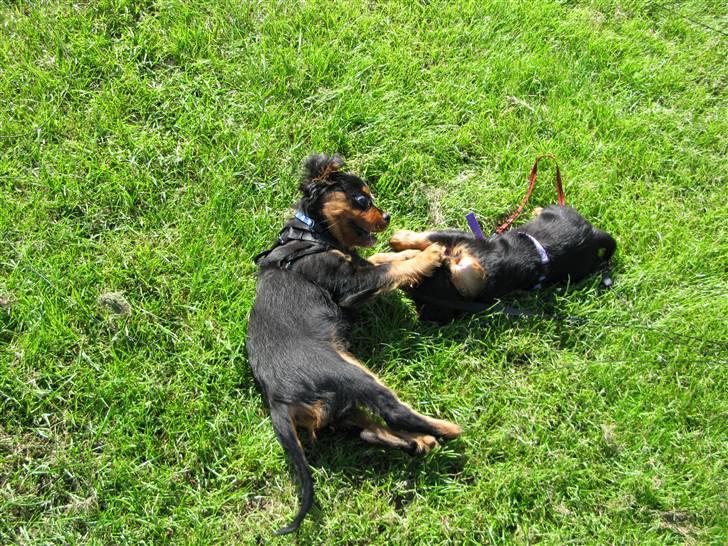 Cavalier king charles spaniel - Bella - Leger ....  billede 12