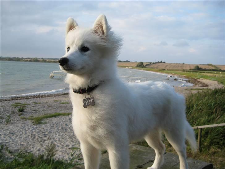 Japansk spids Dut - Dut som model billede 17