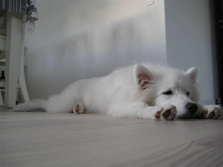 Japansk spids Dut - En meget træt Dut billede 18