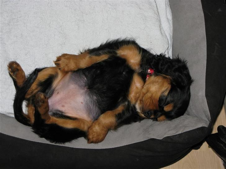 Cavalier king charles spaniel - Bella - Jeg har den fineste lille lyserøde mave ikk´? :) billede 13