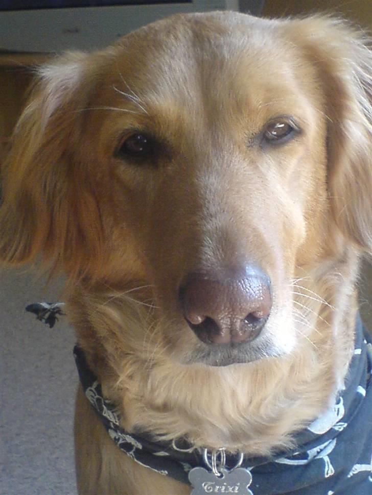 Blanding af racer Trixi - min lille charmtrold - kan man stå for hende ? <3 billede 1