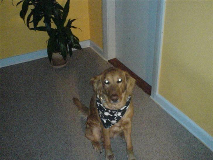 Blanding af racer Trixi billede 2