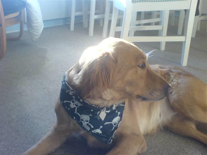 Blanding af racer Trixi billede 3