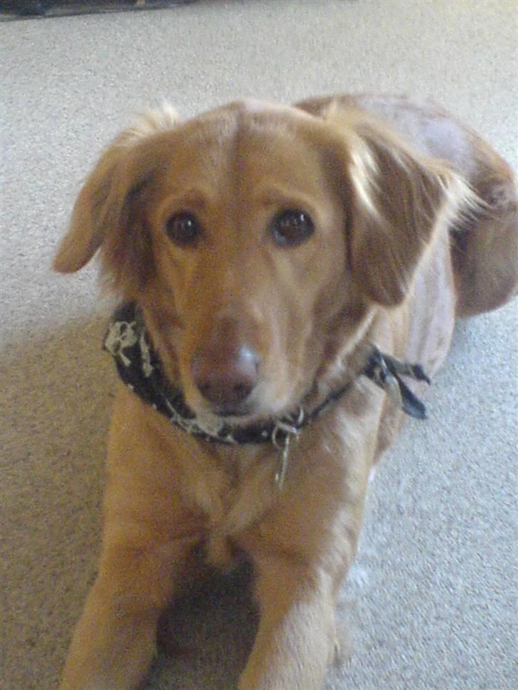 Blanding af racer Trixi billede 4