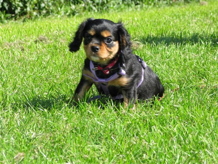 Cavalier king charles spaniel - Bella - Jeg sidder lige så fint, det er hårdt at lege .. :)  billede 14