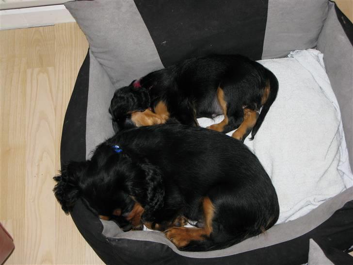 Cavalier king charles spaniel - Bella - Nu tager vi squ en slapper .. :D  billede 15