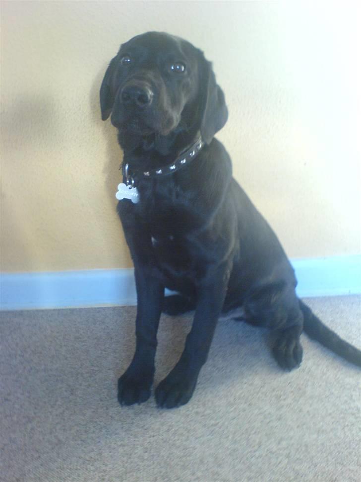 Blanding af racer Eddie - Som hvalp der er han ikke mere end 5 mdr <3 det var tider billede 2