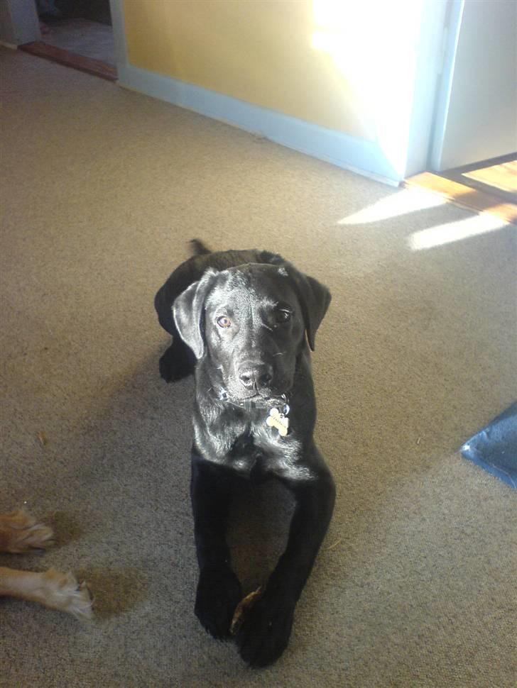 Blanding af racer Eddie billede 3