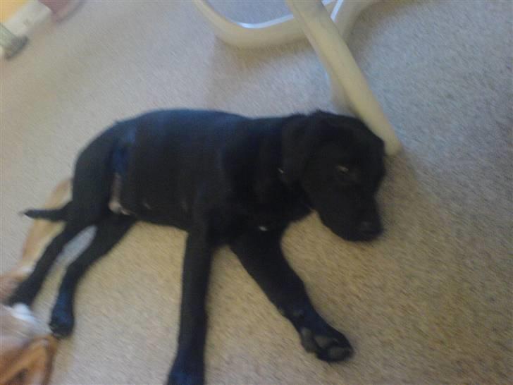 Blanding af racer Eddie - total færdig lille hvalp ;) billede 4