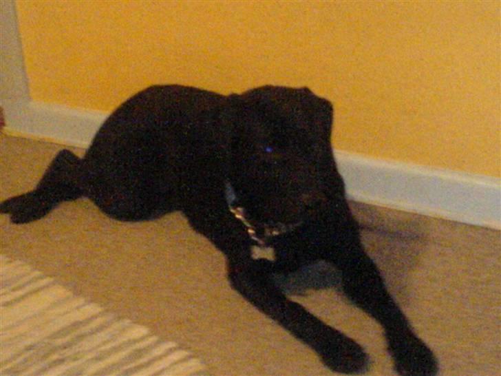 Blanding af racer Eddie billede 5