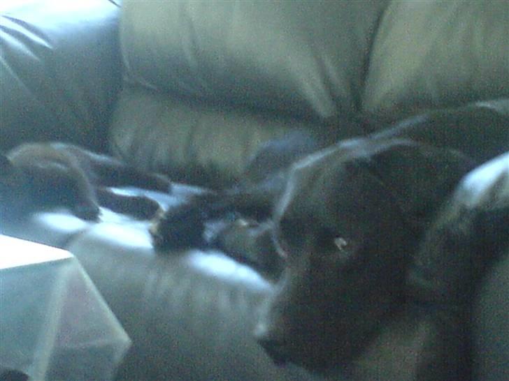 Blanding af racer Eddie - LIgger han og putter med vores lille kat -kærlighed <3 billede 6