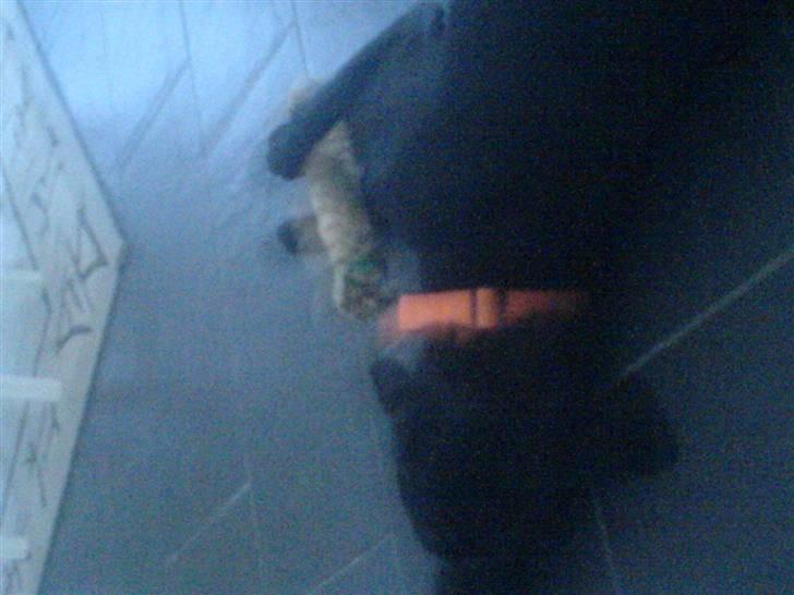 Blanding af racer Eddie - Han kan endda falde i søvn med hans ynglingslegetøj ;) billede 7