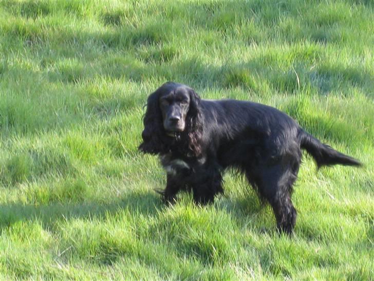 Cocker spaniel Molly billede 8