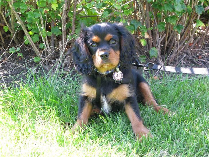 Cavalier king charles spaniel - Vildas Max - Et af de nyeste billeder af mig, jeg er godt nok blevet stor .. :`)  billede 9