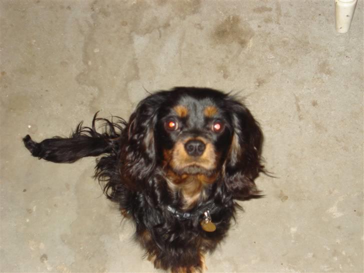 Cavalier king charles spaniel Fifi's Eko billede 1
