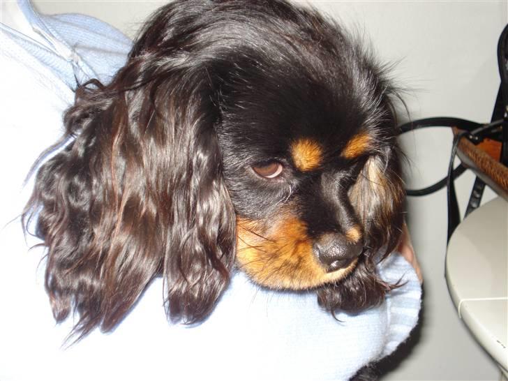 Cavalier king charles spaniel Fifi's Eko billede 2