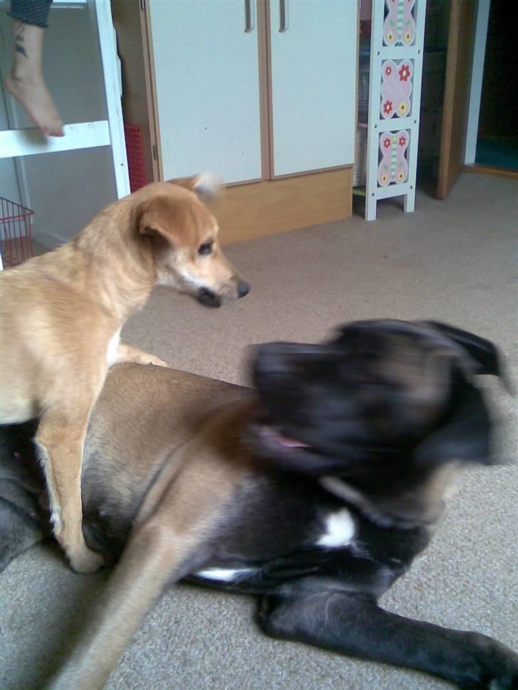 Blanding af racer Simba *solgt* billede 12