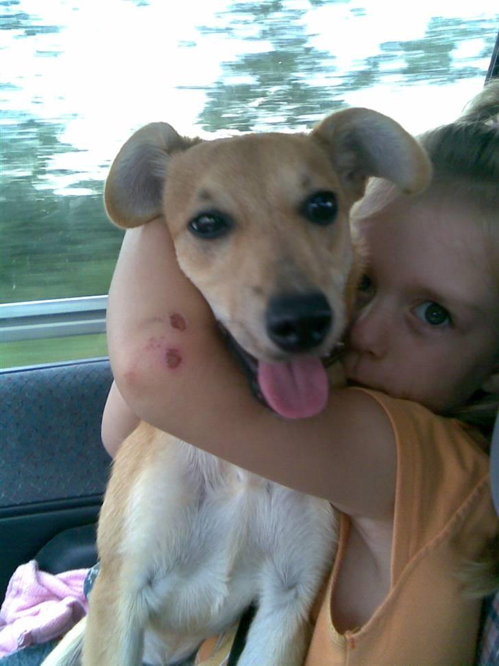 Blanding af racer Simba *solgt* billede 13