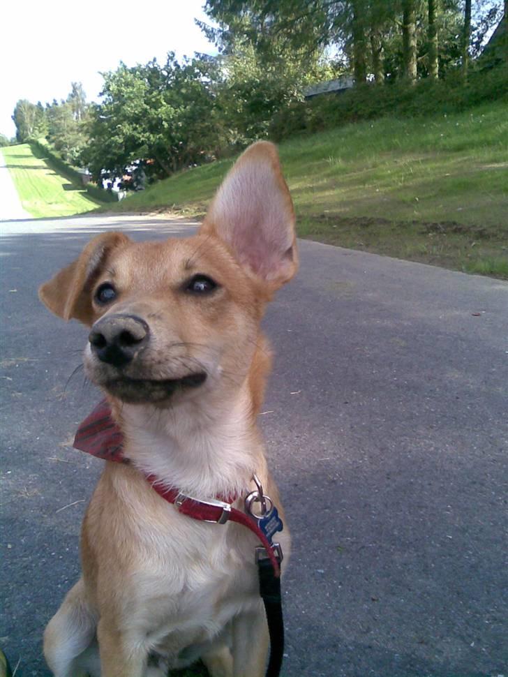 Blanding af racer Simba *solgt* billede 14