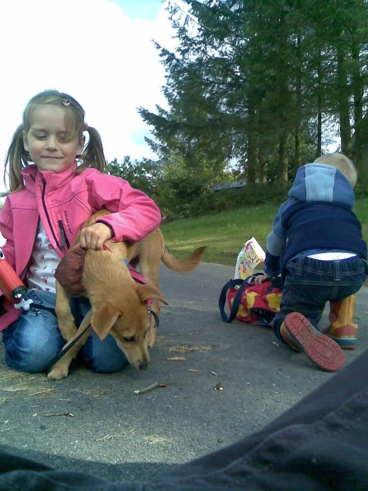 Blanding af racer Simba *solgt* billede 15