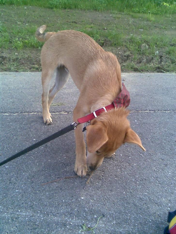 Blanding af racer Simba *solgt* billede 16