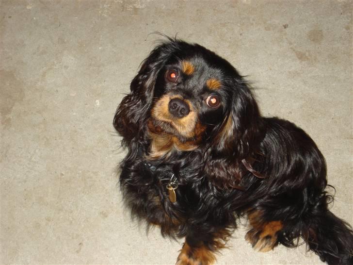 Cavalier king charles spaniel Fifi's Eko billede 3